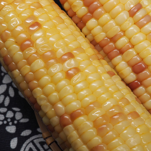 农到家花糯玉米10枚