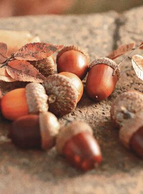 精选橡果红槲栎北美红栎大橡果高温灭活果实盘玩收藏手工作品diy