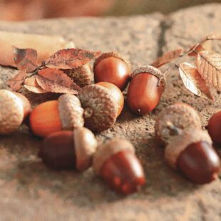 精选橡果红槲栎北美红栎大橡果高温灭活果实盘玩收藏手工作品diy
