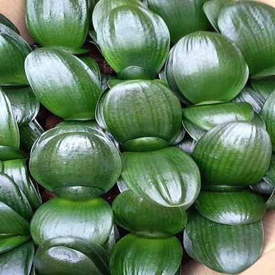 精品君子兰圆头和尚小苗短叶宽叶元宝君子兰室内客厅植物花卉盆栽