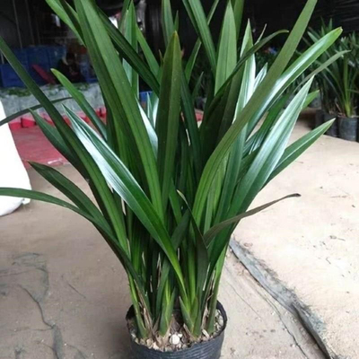 A级特级耐寒名贵兰花大将军苗浓香兰花蕙兰花苞盆栽四季兰花绿植