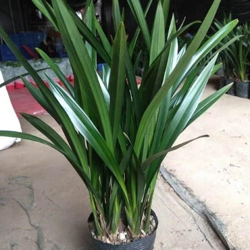 A级特级耐寒名贵兰花大将军苗浓香兰花蕙兰花苞盆栽四季兰花绿植