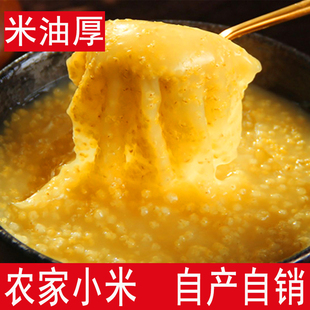 【推荐】山东特产章丘龙山小米粥黄小米子级米油新米特散装250g