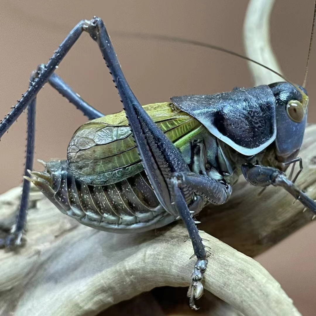 新脱铁皮蝈蝈大蓝脸宠物绿蝈蝈