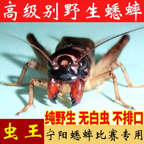 山东野生蛐蛐宁阳活体活物斗虫蟋蟀宁津高级精品大牙自抓秋虫蛐蛐