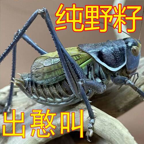 名家铁皮蝈蝈大音量精品夏季新脱