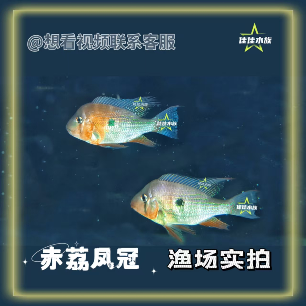 【稀有食土鲷】赤荔凤冠 热带鱼 台产精品鱼