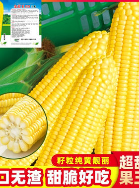 早熟超甜水果玉米种籽四季
