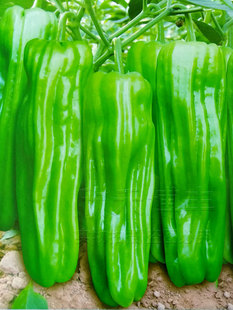 早熟辣椒种子种薄皮大果泡椒种籽青椒皱皮虎皮椒春季蔬菜种子四季