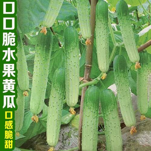 口口脆早熟水果黄瓜种籽农家蔬菜