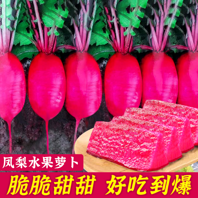 凤梨水果萝卜种子红皮紫心四季播