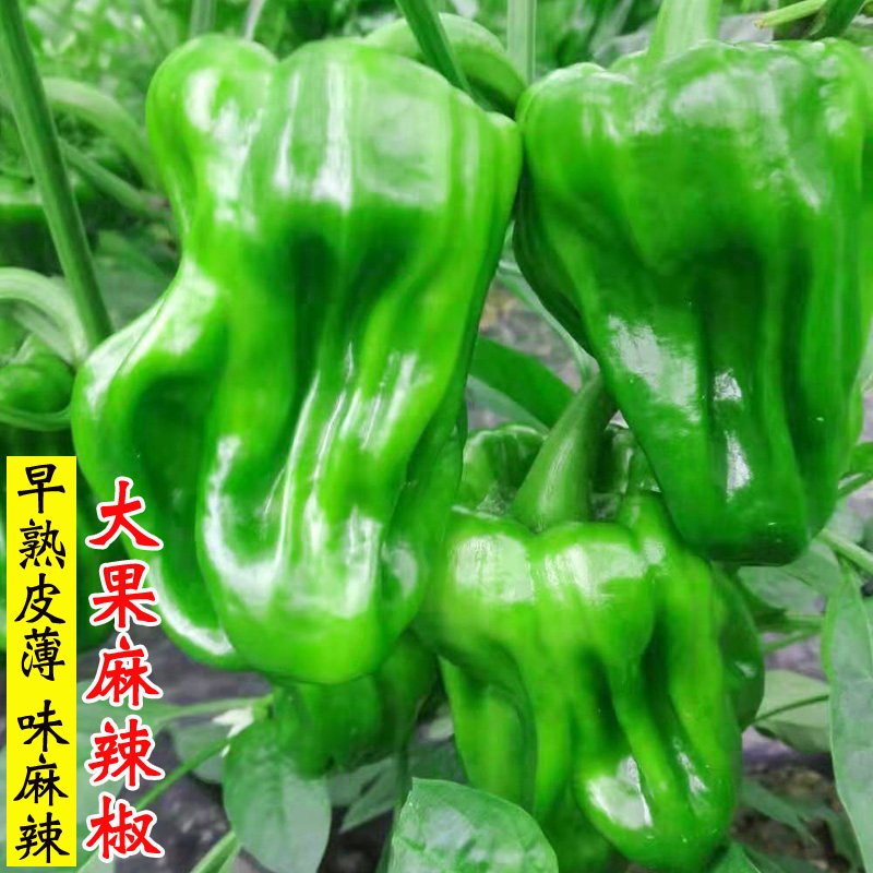 麻辣椒种子薄皮春夏季辣椒菜种籽大果灯笼皱皮椒盆栽四季蔬菜种孑