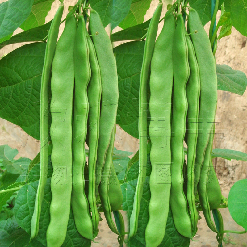 高产扁青芸豆种子春秋季架豆宽二扁三扁绿芸豆四季菜种籽蔬菜种孑