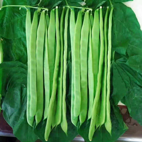 荷兰三扁芸豆种子长油四季