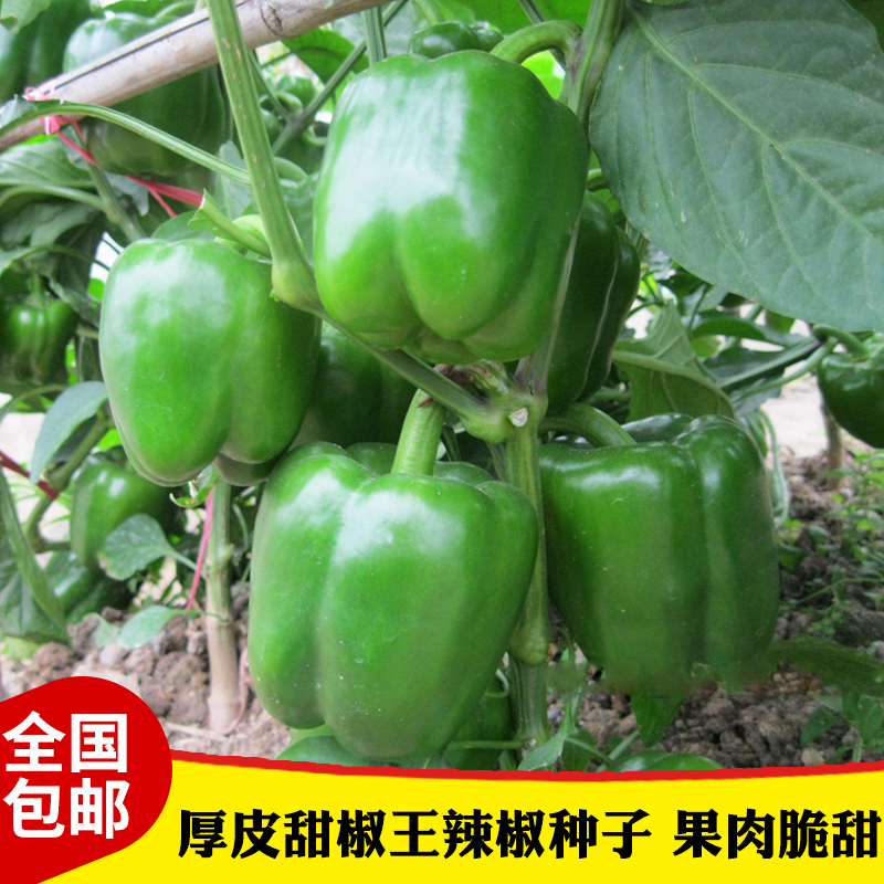 甜椒种子四季播包邮 圆椒种子 甜椒种子特大四季 家庭盆栽蔬菜