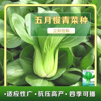 五月慢上海青油菜种子春秋农田