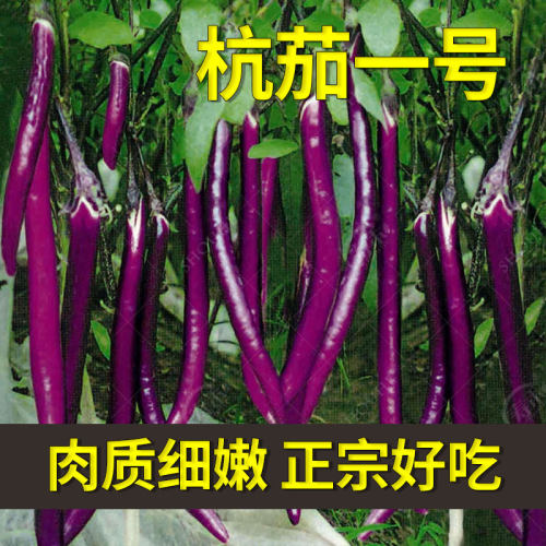 蔬菜种子苗特大黑紫色杭茄一号