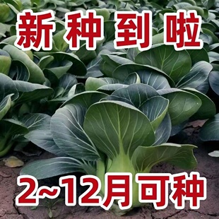苏州青菜种矮脚青梗菜种子春季蔬菜适合2-5月份种植的苏州青蔬菜