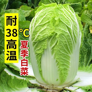 夏阳大白菜种子夏天种的菜50天早熟抗热耐高温夏季蔬菜种籽孑盆栽