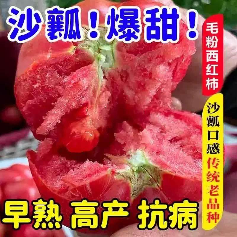 沙瓤西红柿种自然成熟沙瓤番茄红柿子高产抗病大田阳台盆栽西红柿
