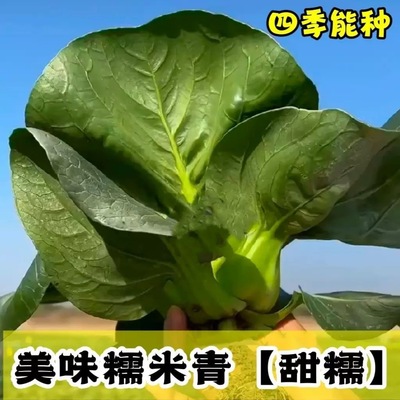 苏州青美味糯米青菜种子黑叶油亮