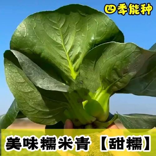 苏州青美味糯米青菜种子黑叶油亮