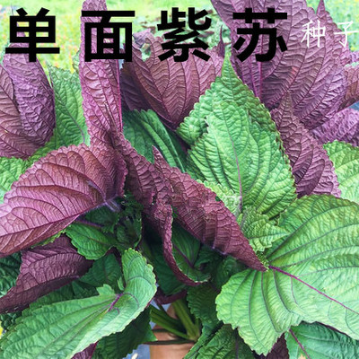 单面紫苏种子/苗种籽苗双面四季阳台盆栽食用花蔬菜香草苗孑包邮