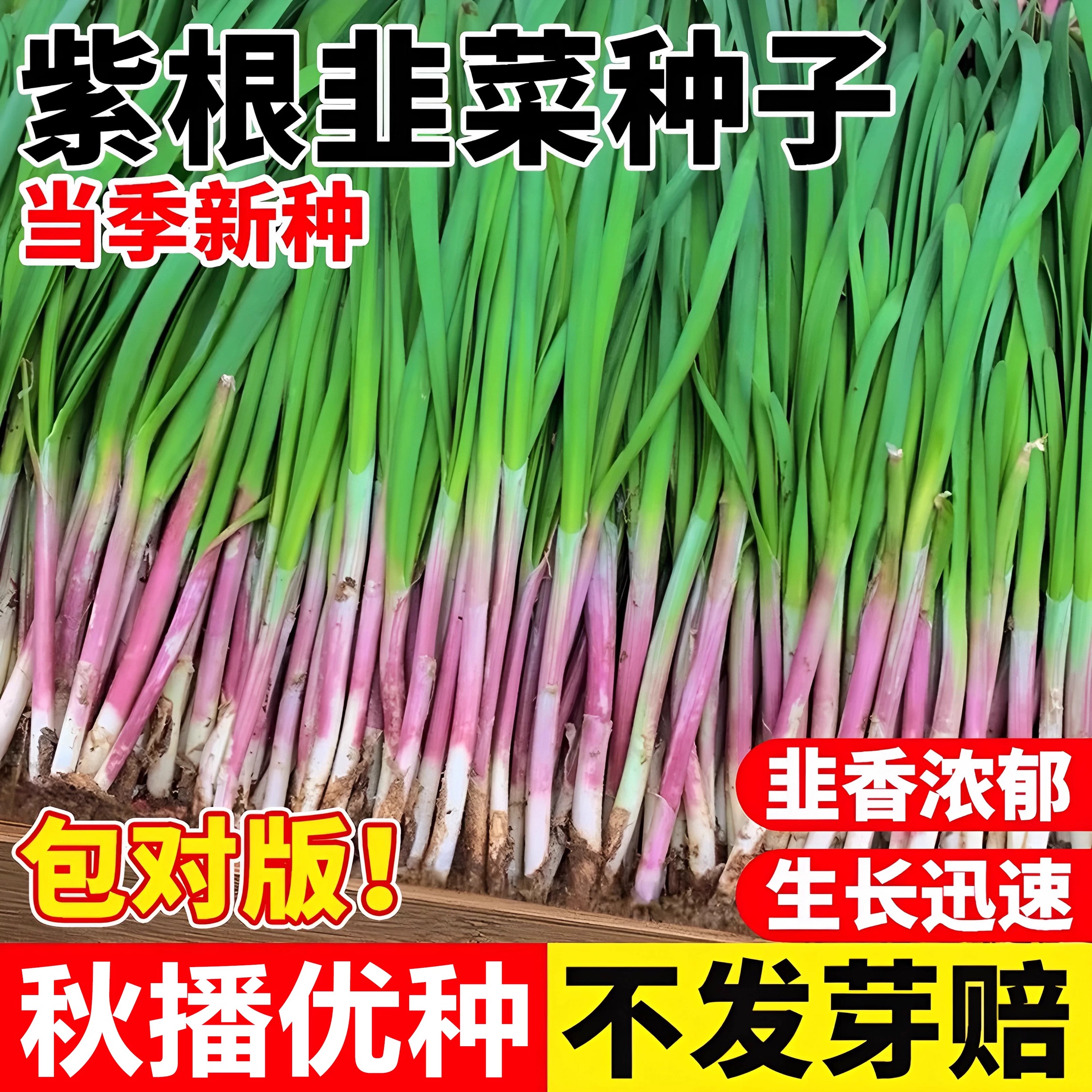 紫根韭菜种子浓香大叶抗旱耐寒