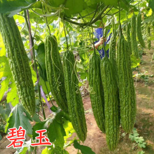 碧玉 包邮 苦瓜种子疙瘩绿苦瓜种籽翠绿高产齐顶苗子种苗四季 蔬菜