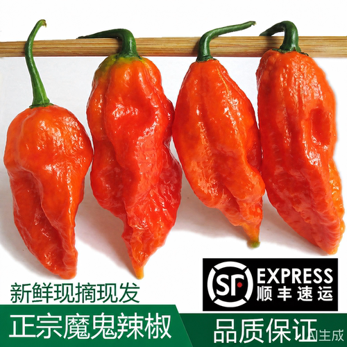 云南魔鬼涮涮辣发顺丰新鲜变态辣