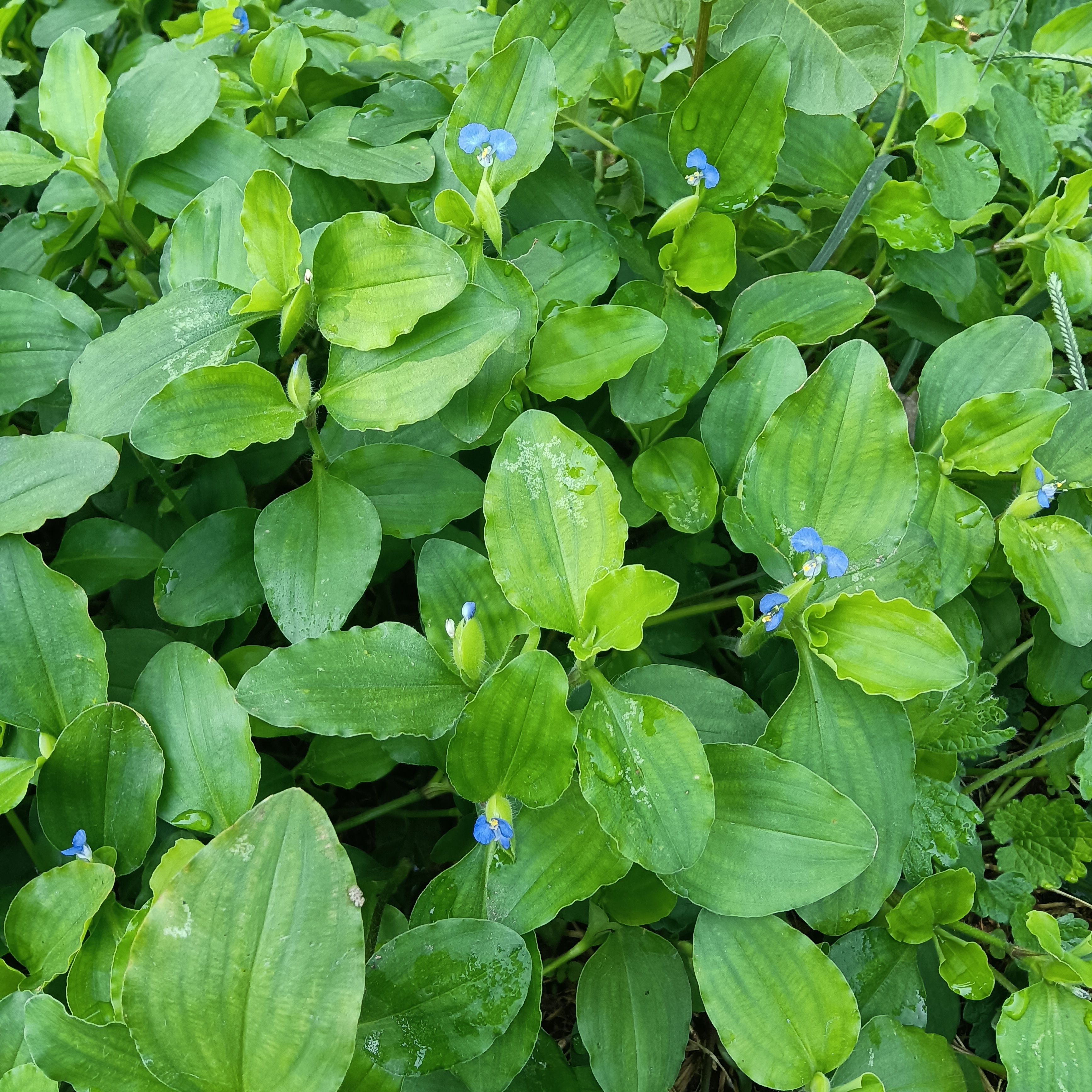 黄河滩边生长野生新鲜鸭拓草 现采现发鸭跖草 竹节菜竹叶菜淡竹叶