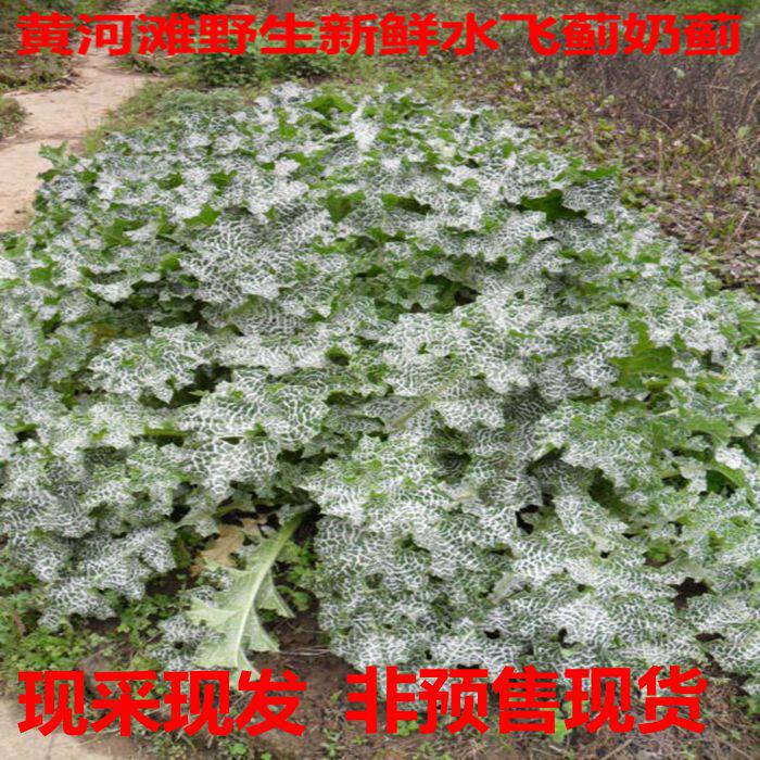 乳蓟奶蓟草黄河滩野生新鲜水飞蓟叶新鲜现采 非虎皮大蓟半斤包邮