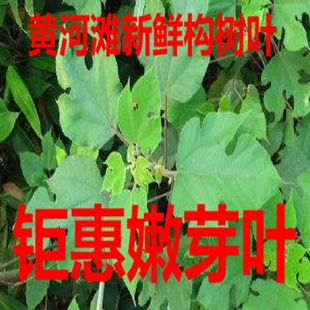 黄河滩野生新鲜构树叶 构树汁 构树根 构树皮 构树枝 楮桃树包邮