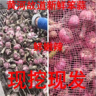 黄河故道乡村笨蒜 新鲜嫩紫皮生大蒜头河南现挖 腌糖蒜笨紫皮大蒜