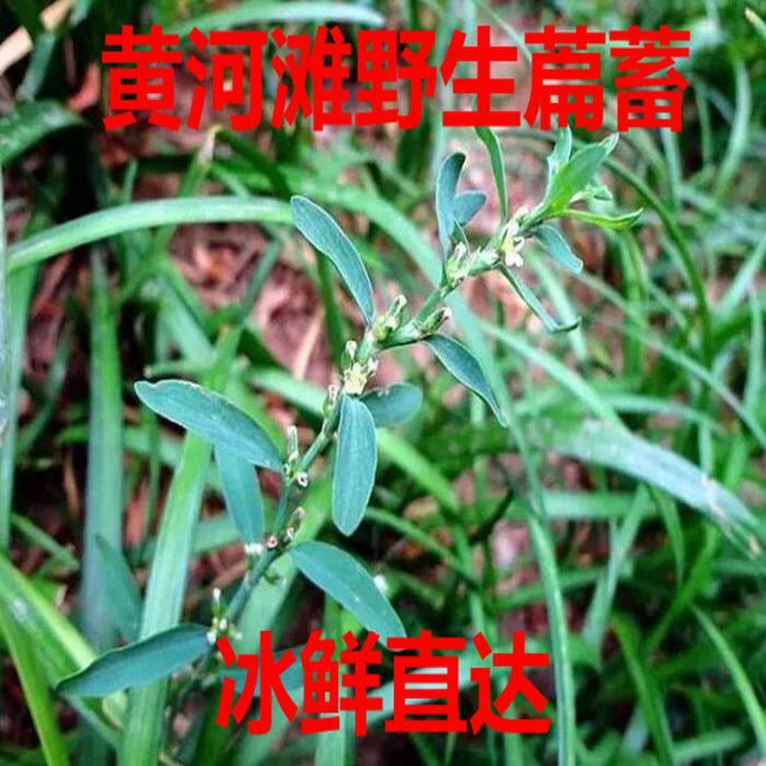 野生新鲜篇蓄现采新鲜萹蓄 扁蓄 鸟蓼 扁竹 竹节草 猪牙草250克