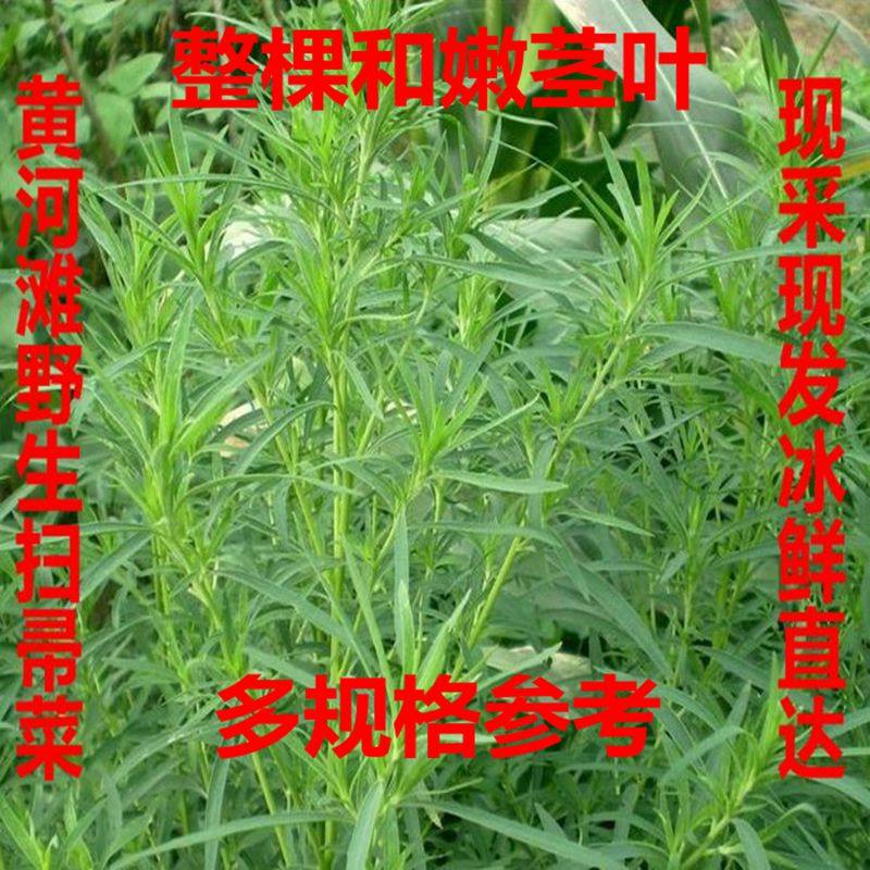 扫帚菜野生新鲜 现摘新鲜扫帚菜食材野菜野生蔬菜一斤一份3斤包邮