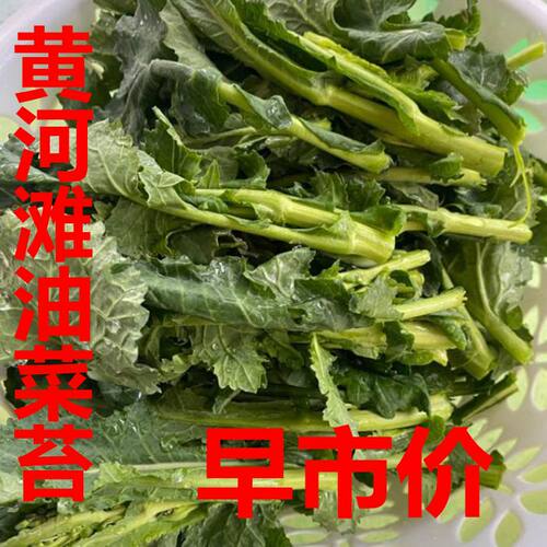 油菜苔黄河滩农家油菜尖新鲜蔬菜食用直销绿芸苔油菜苗小油菜包邮
