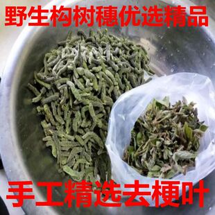 黄河滩野外现摘新鲜构树穗 楚不揪 构蒲穗楮树花构棒褚树棒槌包邮