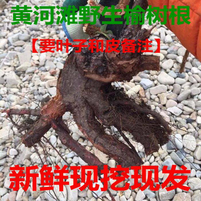 黄河滩新鲜野生榆树根 榆树皮 榆白皮 榔榆根新鲜榆钱 榆树叶包邮