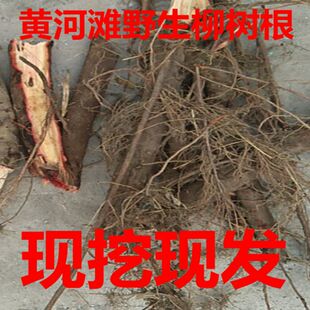 黄河滩新鲜野生柳树根 柳树须根 青龙须红龙须水柳须 青柳2斤包邮