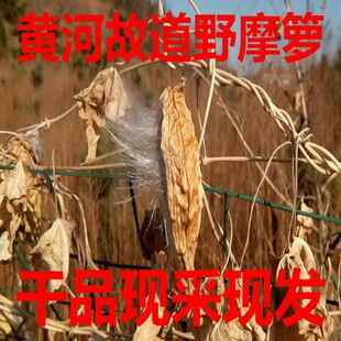 天浆壳 干品萝藦 摩罗果 老鸹瓢羊婆奶老人瓢洋飘瓢乳浆藤 天将果