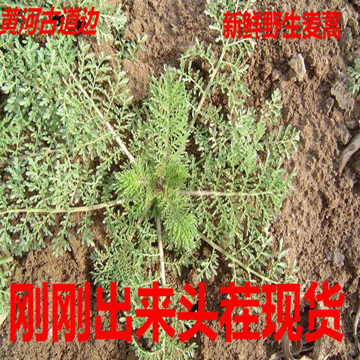 黄河滩新鲜麦蒿播娘蒿米米蒿菜饺子馅非白蒿柳蒿芽面条菜3斤包邮
