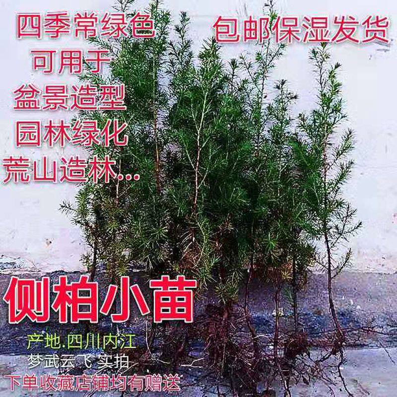 盆景造型 柏树苗 侧柏小苗 香柏 扁柏绿植盆栽 园林绿化 造林包邮