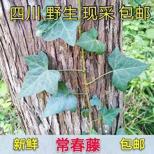 四川内江老乡 新鲜现采 药材 常春藤 常青藤 可种植 26元一斤包邮