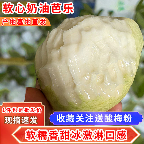 广西白心芭乐番石榴八年老树果新鲜现摘应季芭乐软心糯香甜放软吃