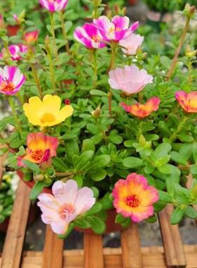 室外阳台盆栽花卉重辬太阳花盆栽大花松叶牡丹 单瓣多色 太阳花苗