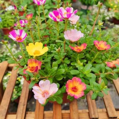 室外太阳花盆栽单瓣多色松叶牡丹