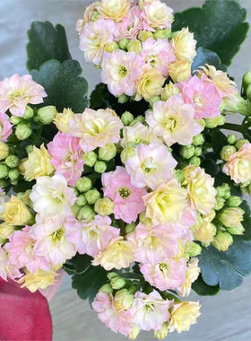 精品长寿花重瓣多肉植物成品苗【带花苞发货】室内盆栽净化空气