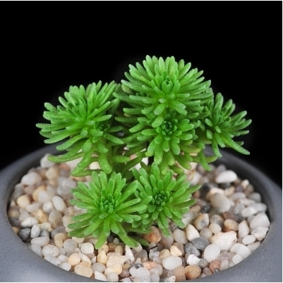 肉肉种植吧 多肉植物【球松】绿植 小盆栽