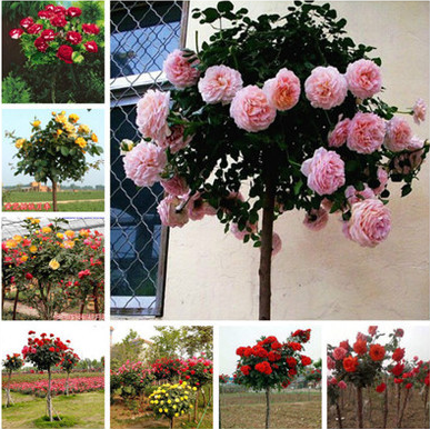 树状高档植物月季花苗包邮